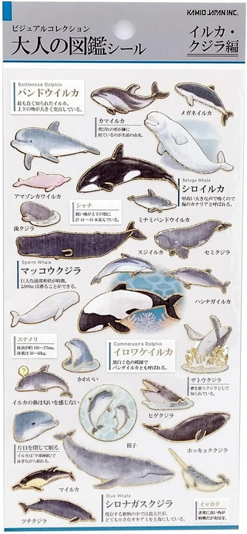 DOLPHIN WHALE Kamio Japan Stickers Adult Visual Dictionary Porpoise Orca Blue Whale Pink Dolphin GOLD Foil Stickers | 215283