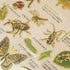 Kamio Japan Stickers INSECT Stickers Butterfly Stickers Dragonfly Stickers Praying Mantis GOLD FOIL Stickers Watercolor Stickers | 729226