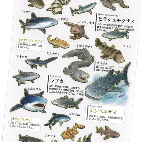 Kamio Japan Stickers SHARKS Adult Visual Dictionary Hammerhead SHark Nurse Shark Great White Shark Tiger Shark GOLD Foil Stickers | 204765