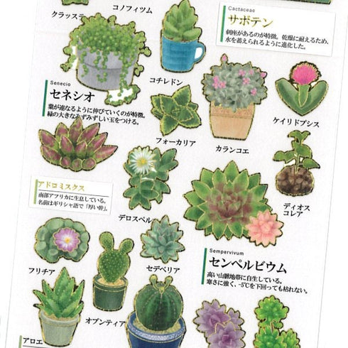 Kamio Japan Stickers CACTUS Adult Visual Dictionary Cacti Succulents Hens and Chicks Float GOLD Foil Stickers | 204766